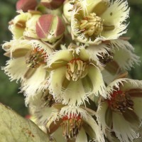 Elaeocarpus coriaceus Hook.